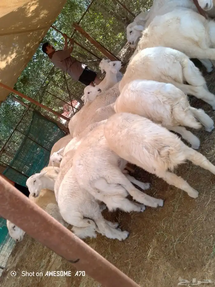 طليان حري شحم ولحم نظيف جدا 0