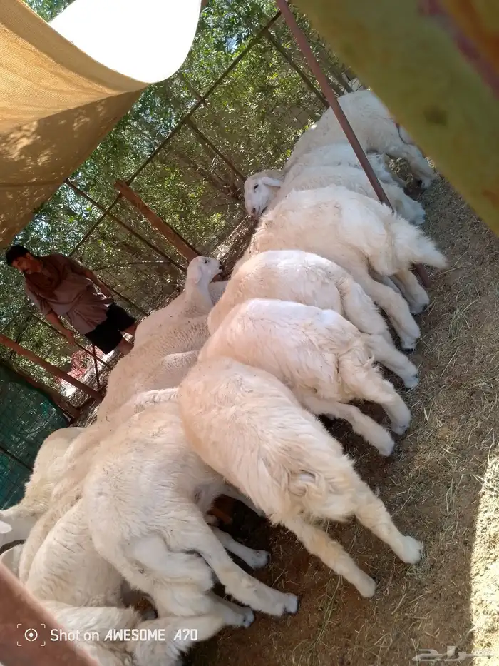 طليان حري شحم ولحم نظيف جدا 4