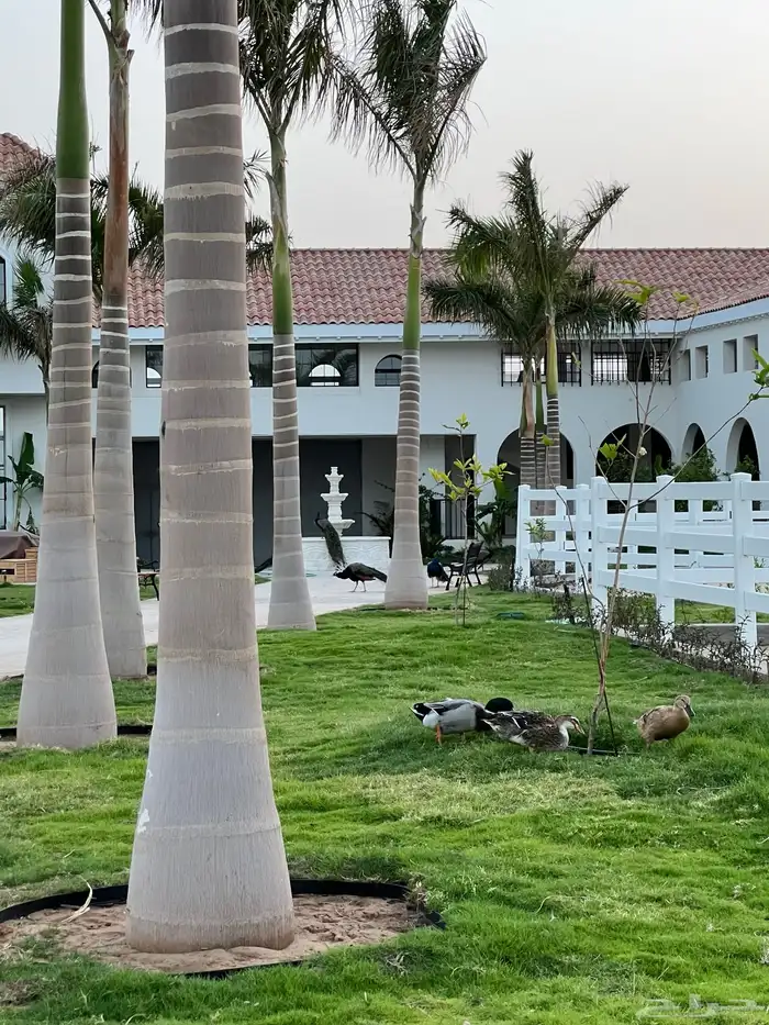 مربط و اسطبل ل ايواء الخيل Horse Stable - شمال جدة (ذهبان) 10