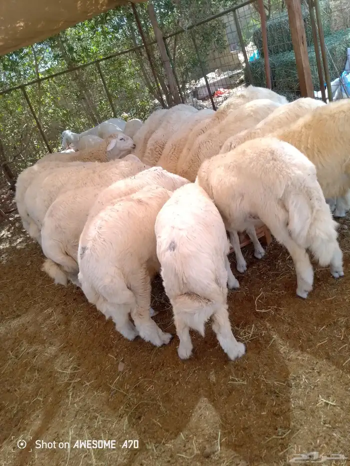 طليان حري شحم ولحم نظيف جدا 3
