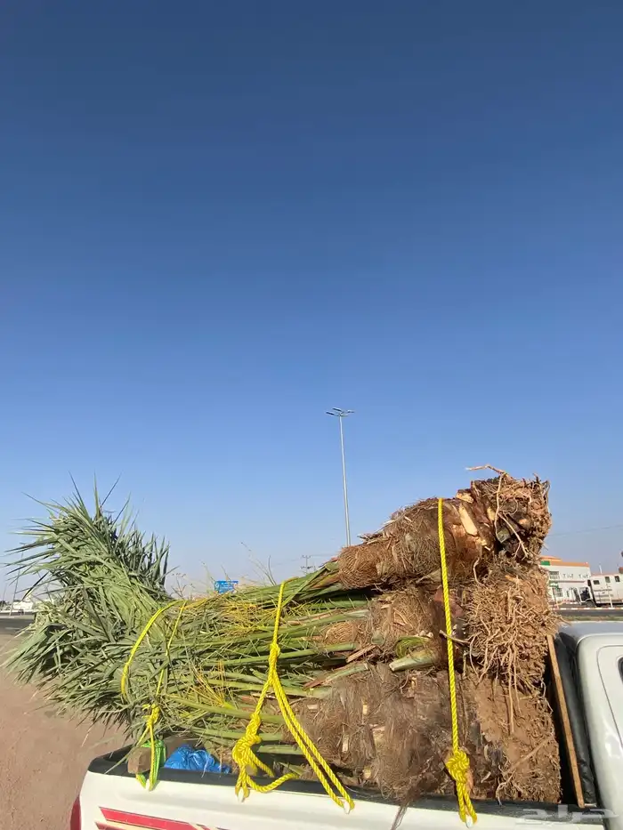 نخل خلاص بحائل 2