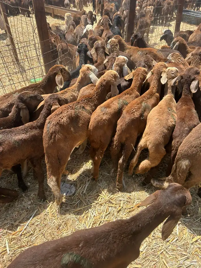 طليان سواكن حمري السعر 880 7