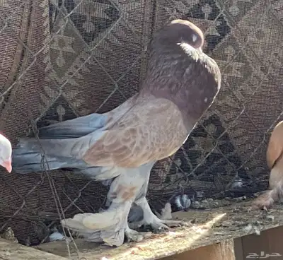 انواع حمام فاخر للبيع 4
