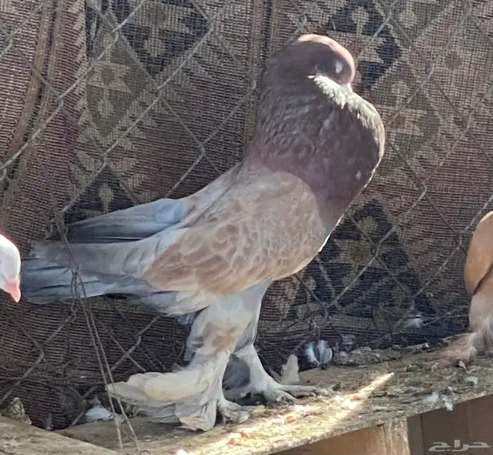 انواع حمام فاخر للبيع 4
