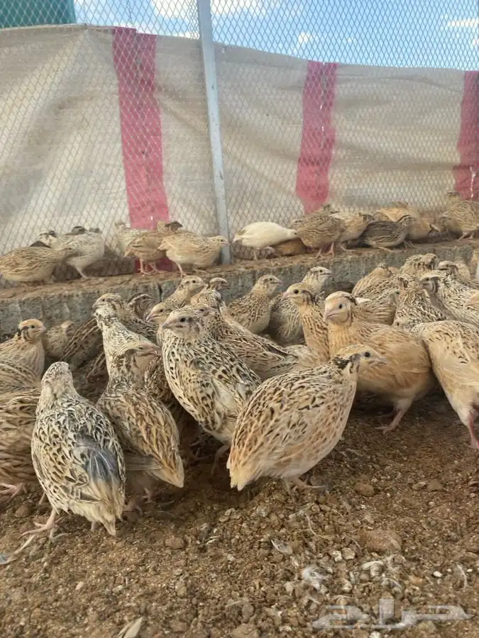 للبيع صوص سمان 0