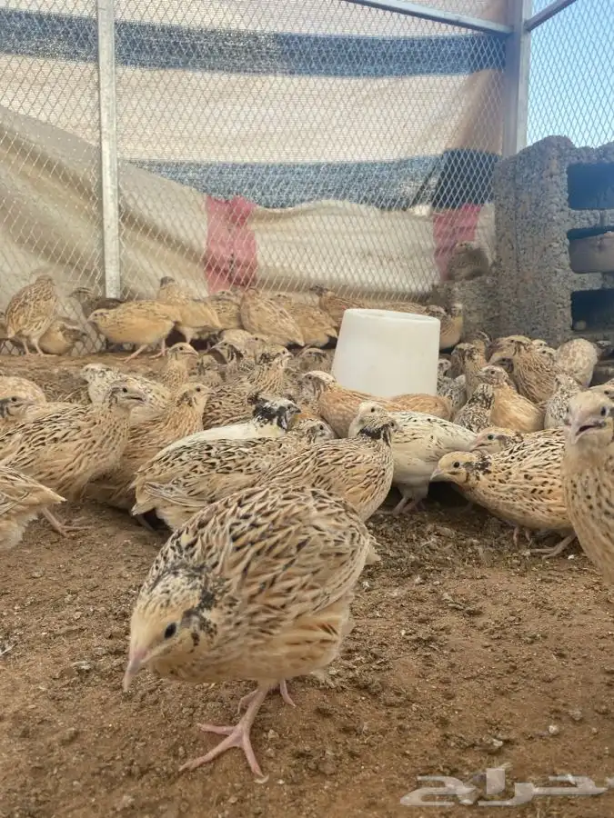 للبيع صوص سمان 3
