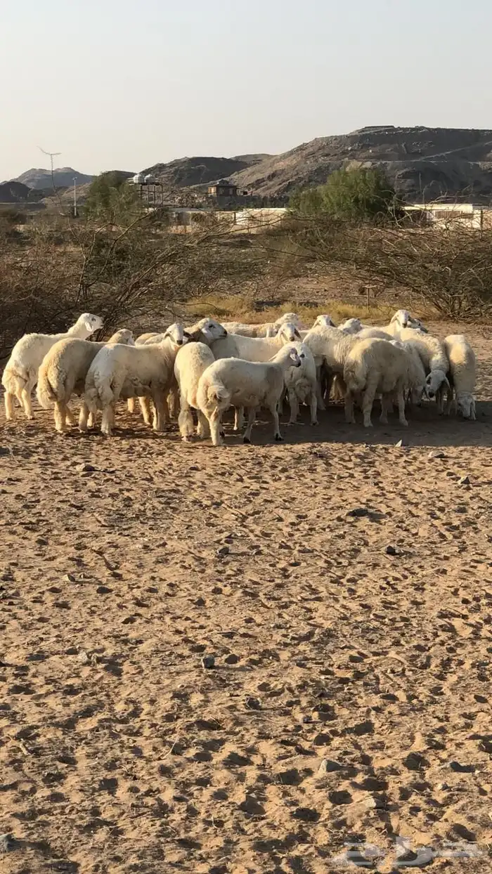 طليان حري شحم ولحم نظيف جدا 5
