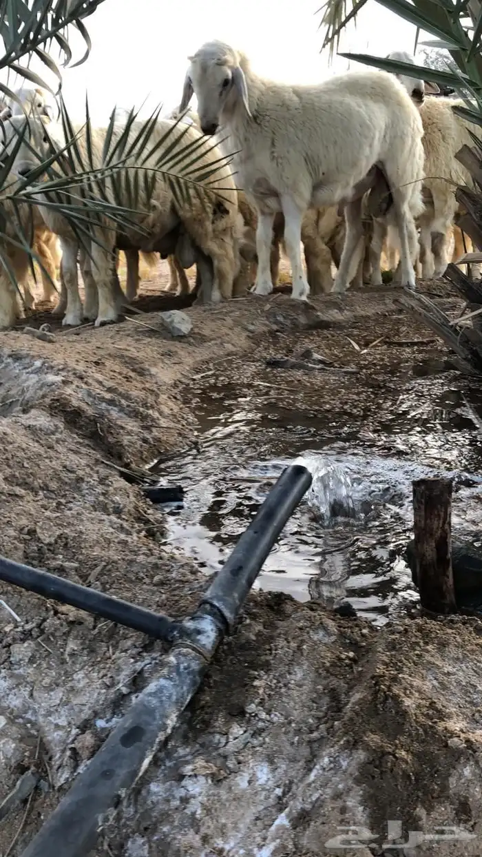 طليان حري شحم ولحم نظيف جدا 6
