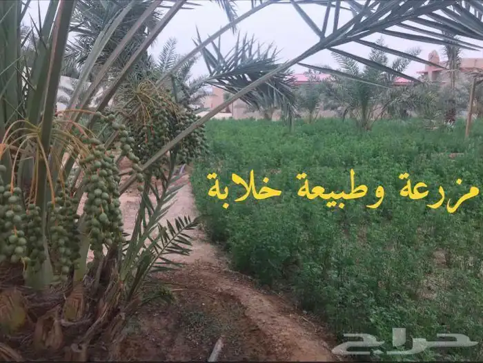 استراحه للايجار في المزاحمية ( جو ) 12