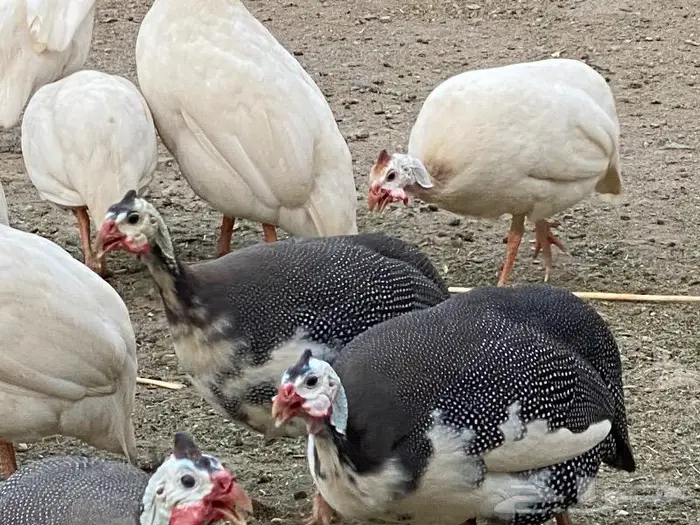 صوص دجاج حبشي 4