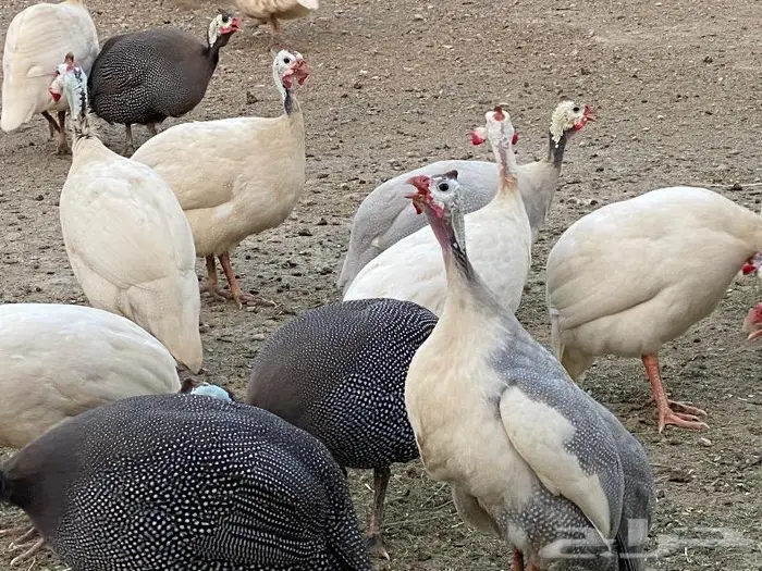 صوص دجاج حبشي 5