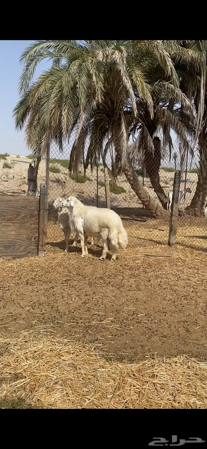 فحل حري صنف معرف ( مباع ) 5