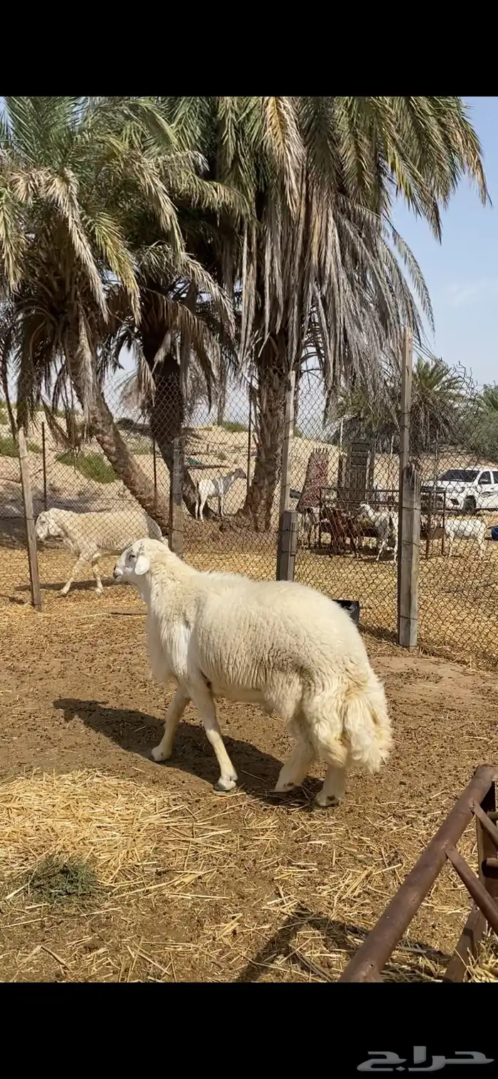 فحل حري صنف معرف ( مباع ) 4
