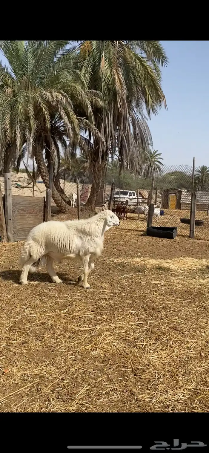 فحل حري صنف معرف ( مباع ) 0