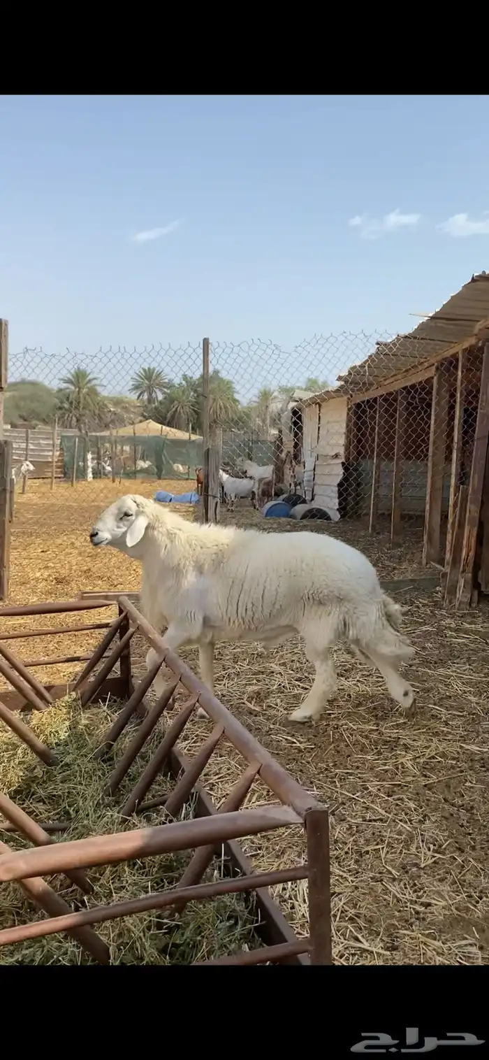 فحل حري صنف معرف ( مباع ) 3