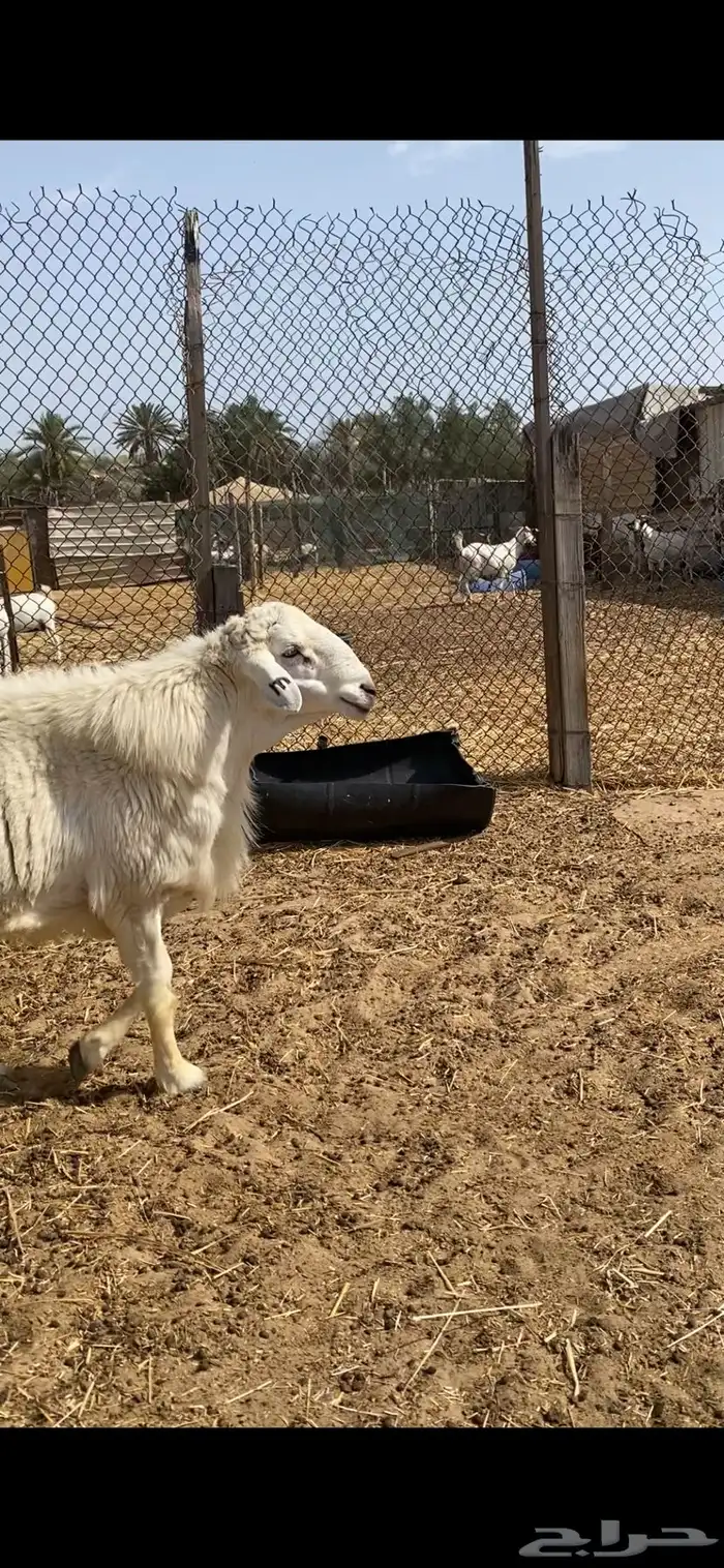 فحل حري صنف معرف ( مباع ) 6