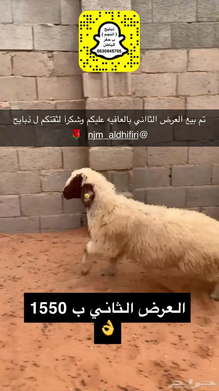 ذبايح النجم بحفر الباطن 5