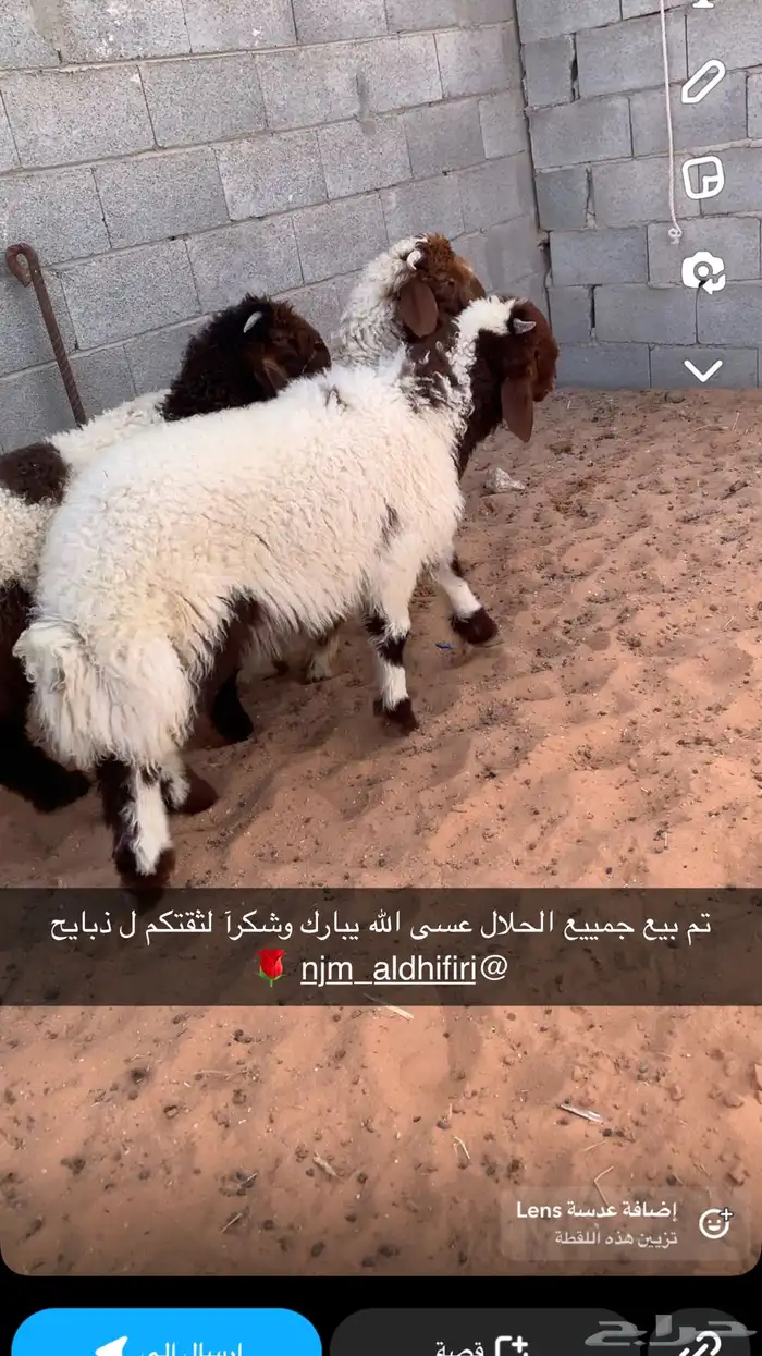 ذبايح النجم بحفر الباطن 17