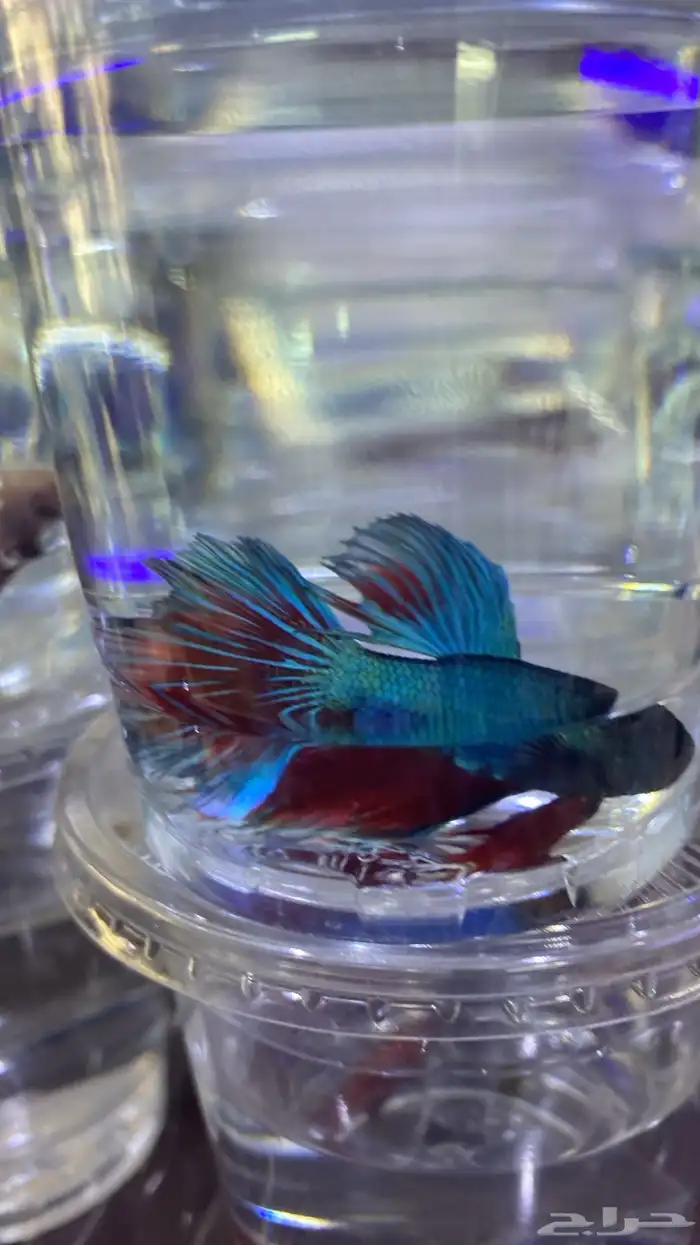 اسماك فايتر فل مون وهاف مون 2