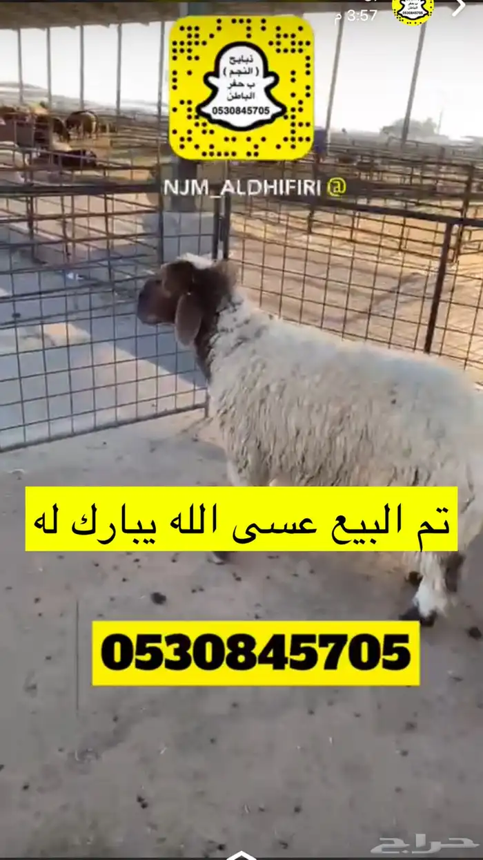 ذبايح النجم بحفر الباطن 23