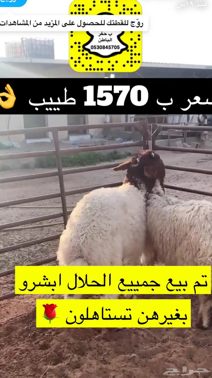 ذبايح النجم بحفر الباطن 15
