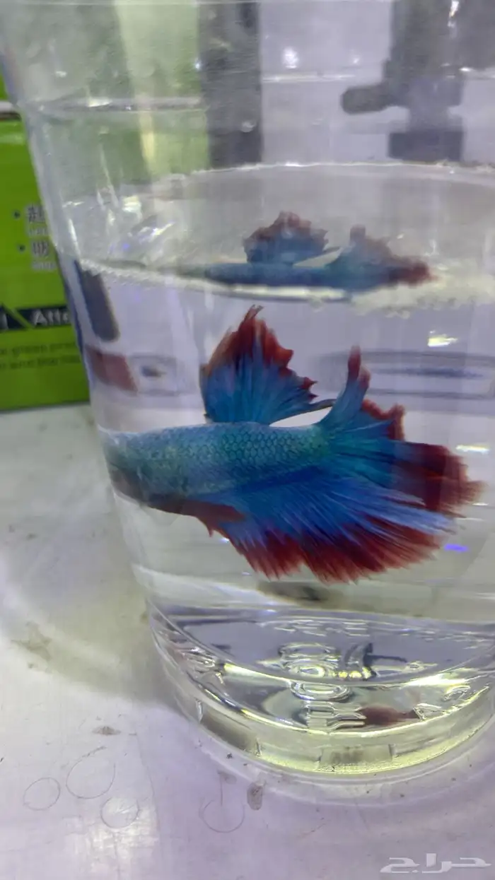 اسماك فايتر فل مون وهاف مون 1