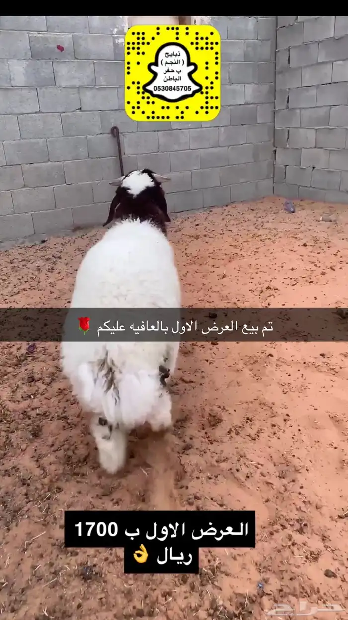 ذبايح النجم بحفر الباطن 6