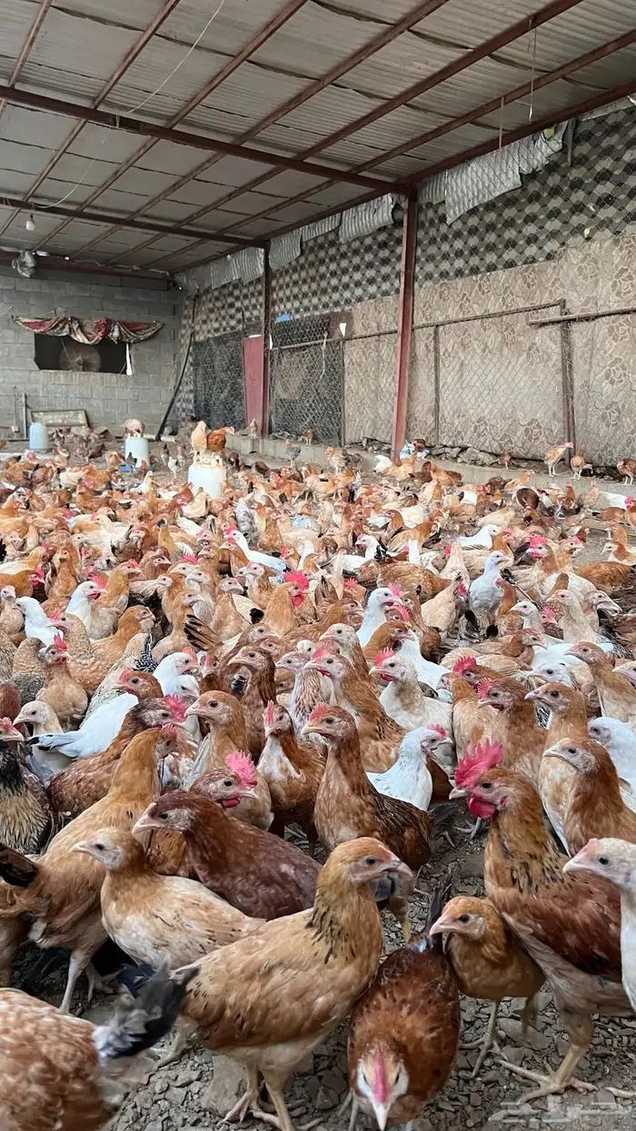 صوص دجاج صيصان فروخ بلدي عمر12يوم الالوان فواتح 4