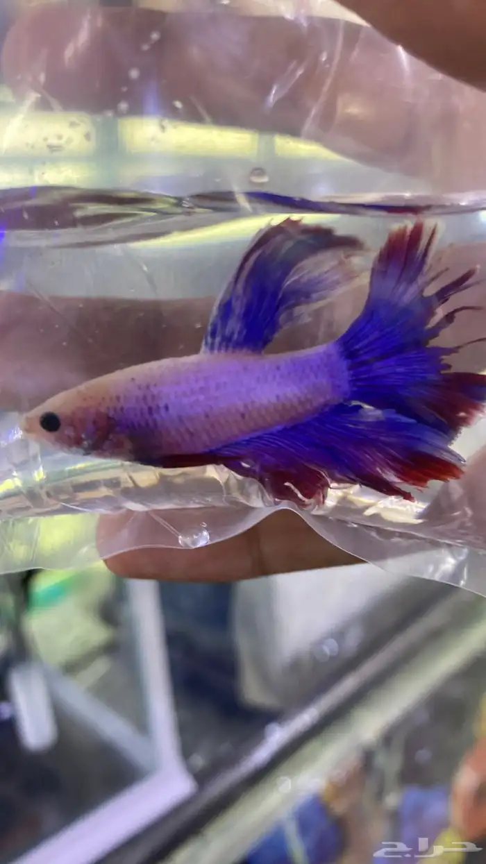 اسماك فايتر فل مون وهاف مون 4