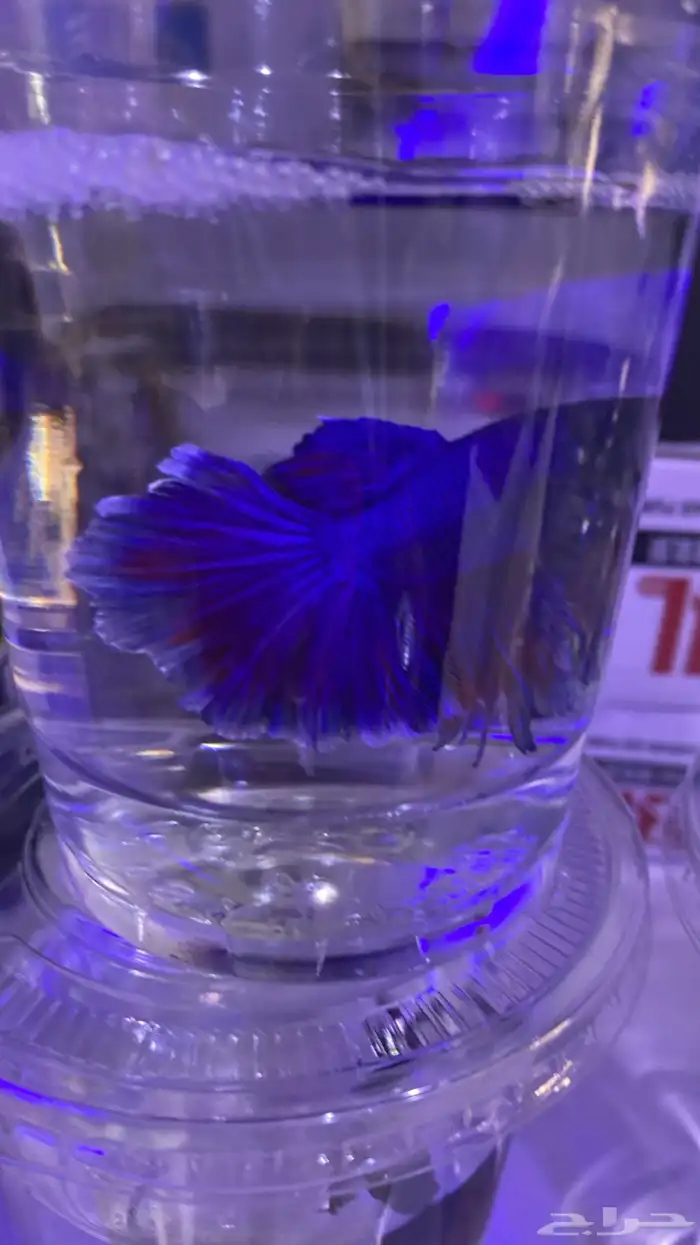 اسماك فايتر فل مون وهاف مون 3