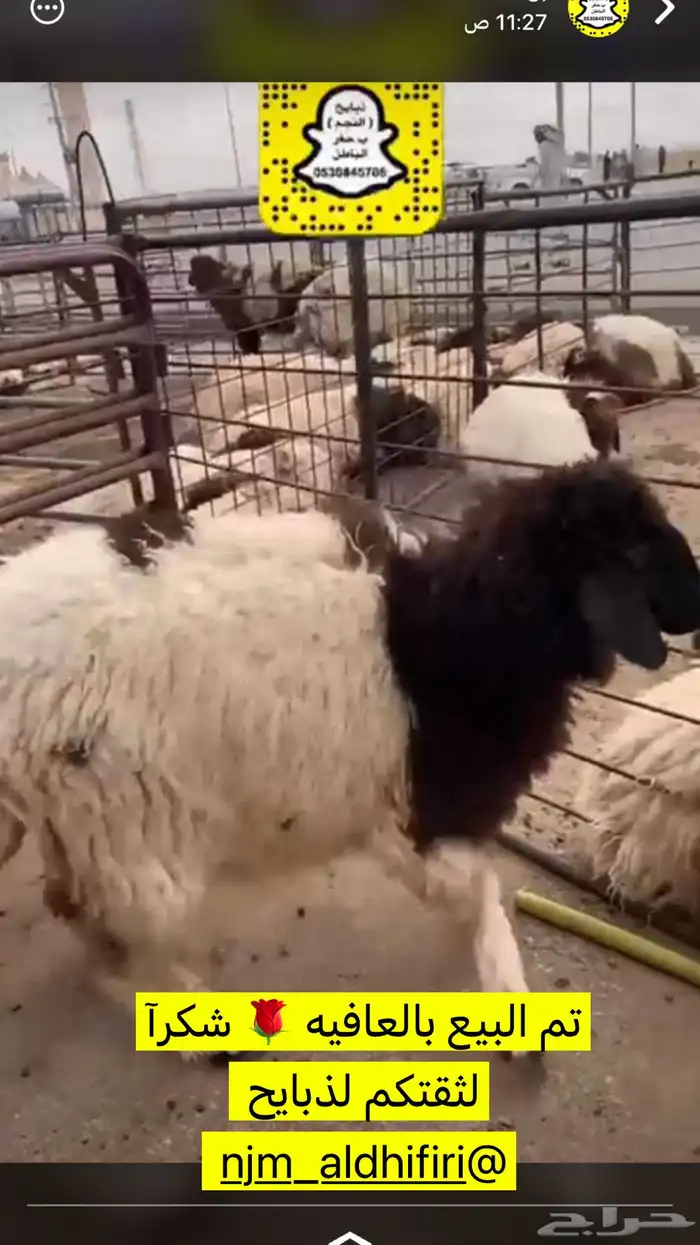 ذبايح النجم بحفر الباطن 0