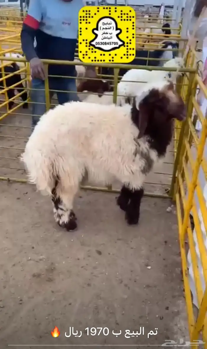 ذبايح النجم بحفر الباطن 1