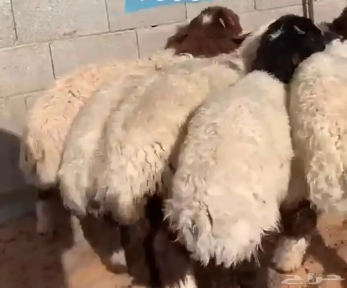 ذبايح النجم بحفر الباطن 7