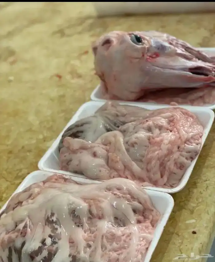 ذبايح النجم بحفر الباطن 30