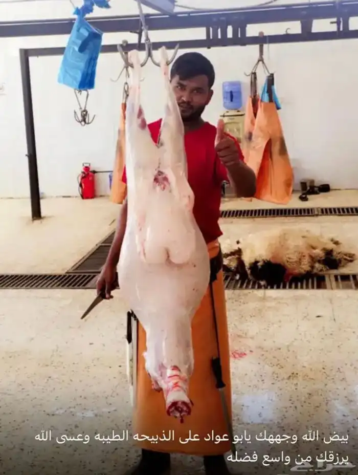 ذبايح النجم بحفر الباطن 27