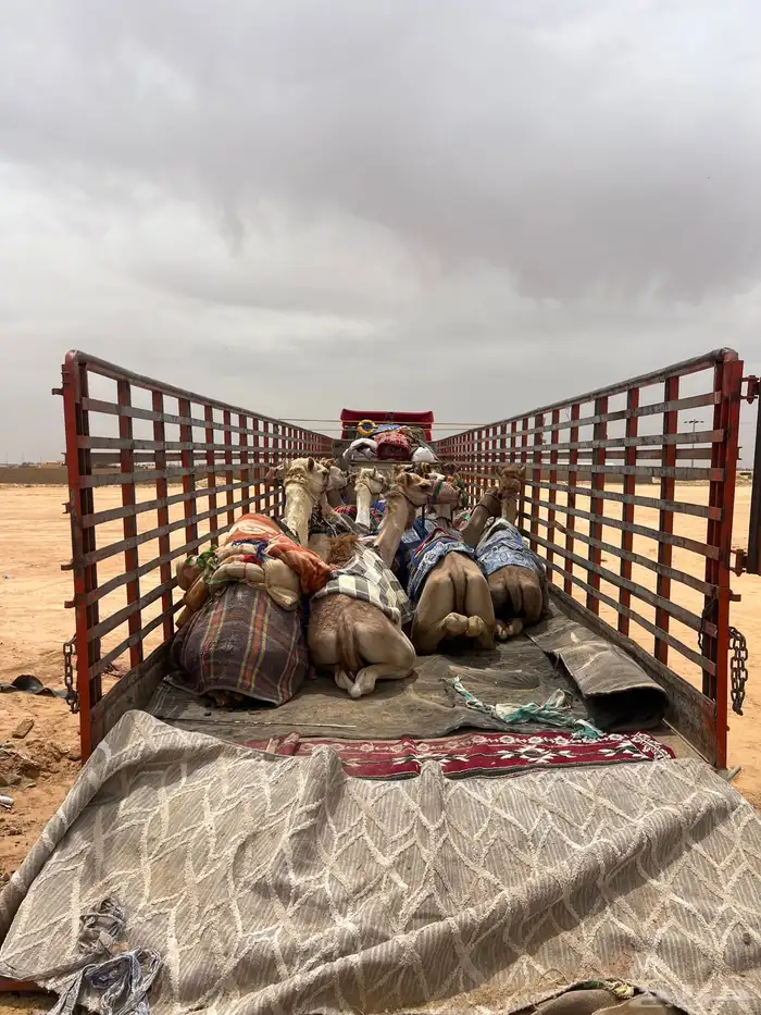 تريلة نقل ابل وهجن 1