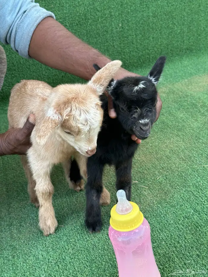 ماعز قزم أمريكي تشيكي 0