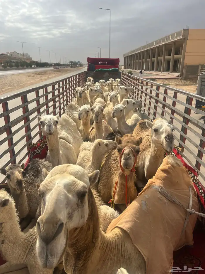 تريلة نقل ابل وهجن 10