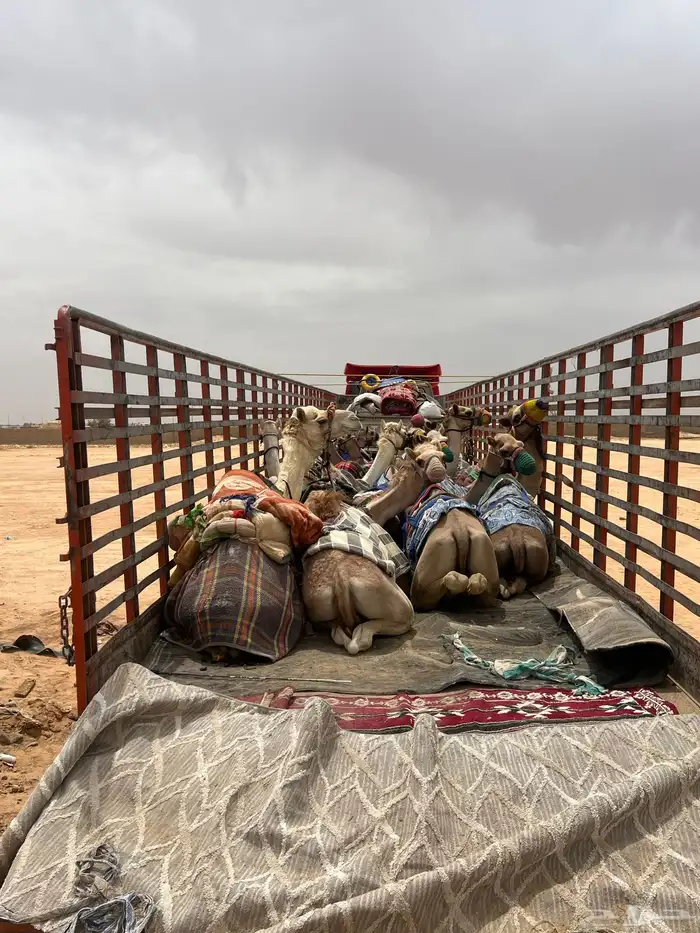 تريلة نقل ابل وهجن 2
