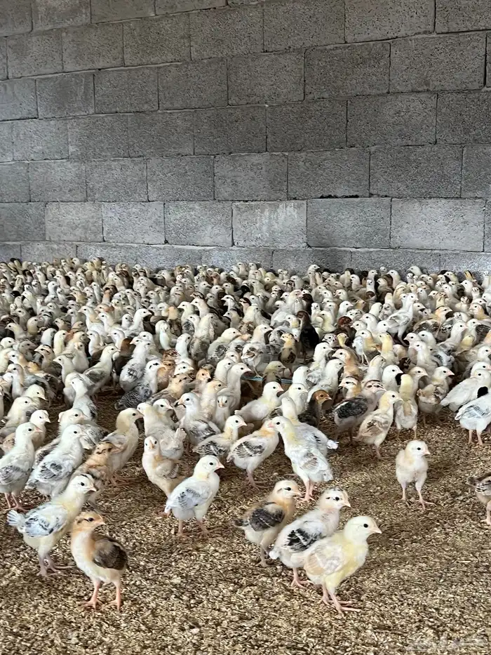 صوص دجاج صيصان فروخ بلدي عمر12يوم الالوان فواتح 2