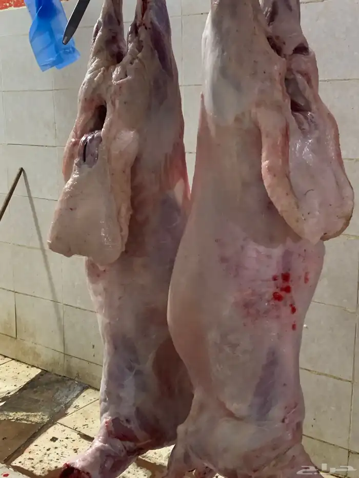 ذبايح النجم بحفر الباطن 11