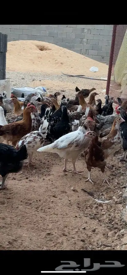 دجاج بلدي صوص ماكنتوش و بوران 5