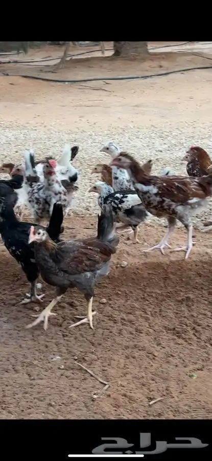دجاج بلدي صوص ماكنتوش و بوران 8