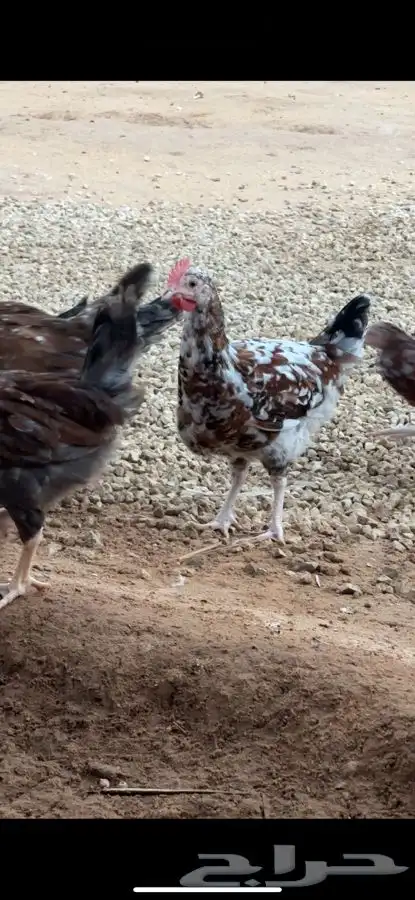 دجاج بلدي صوص ماكنتوش و بوران 7