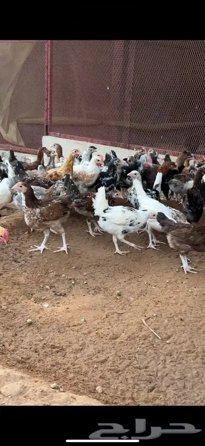 دجاج بلدي صوص ماكنتوش و بوران 3