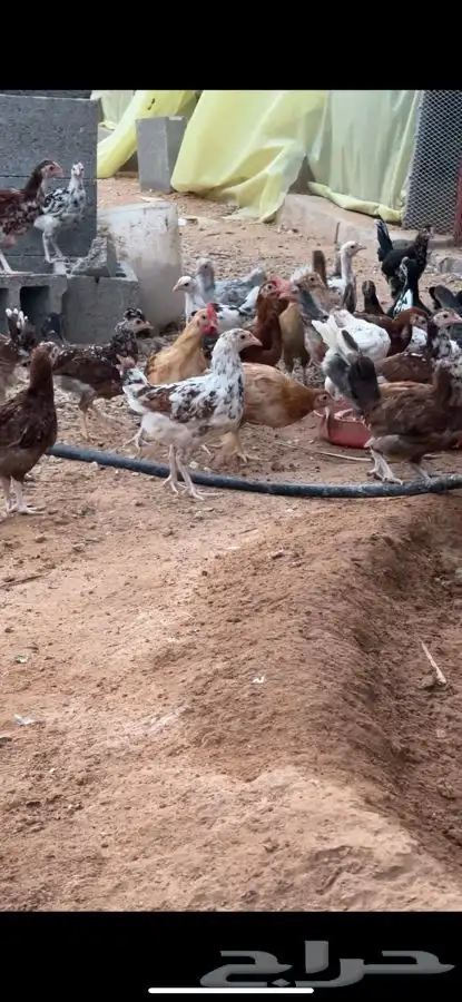 دجاج بلدي صوص ماكنتوش و بوران 1