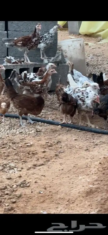 دجاج بلدي صوص ماكنتوش و بوران 2