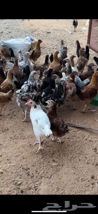 دجاج بلدي صوص ماكنتوش و بوران 6