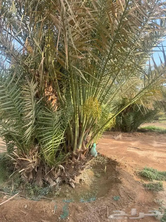 نخل نخيل 1