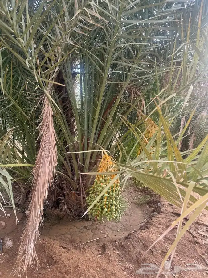 نخل نخيل 2
